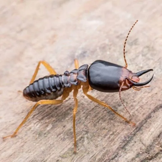 Do Termites Eat Clothes ?