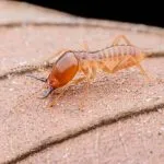 Can You Live in a House That Has Termites Infestation?