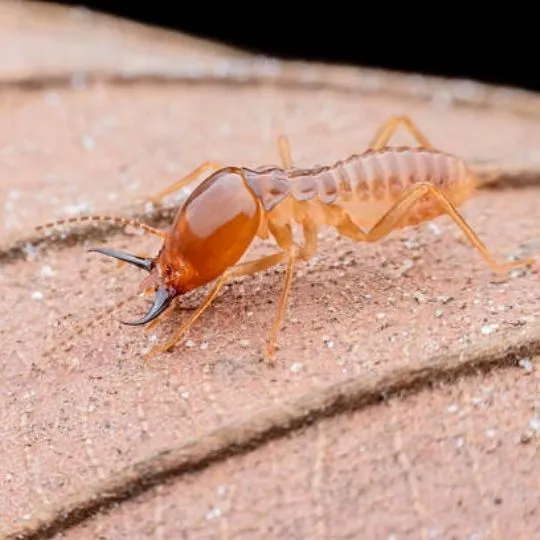 close up of termite mandibles