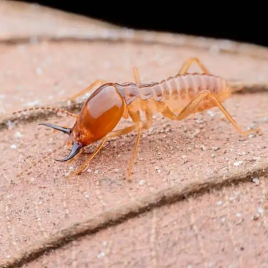 close up of termite on a rough surface