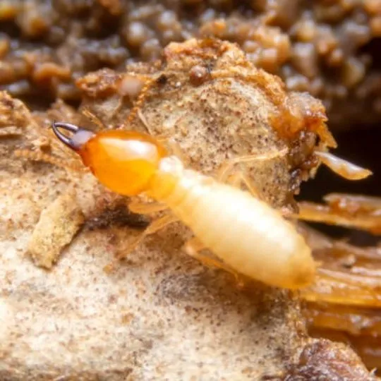 close up of termite sitting on rock