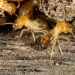 Do Termites Eat Painted Wood?