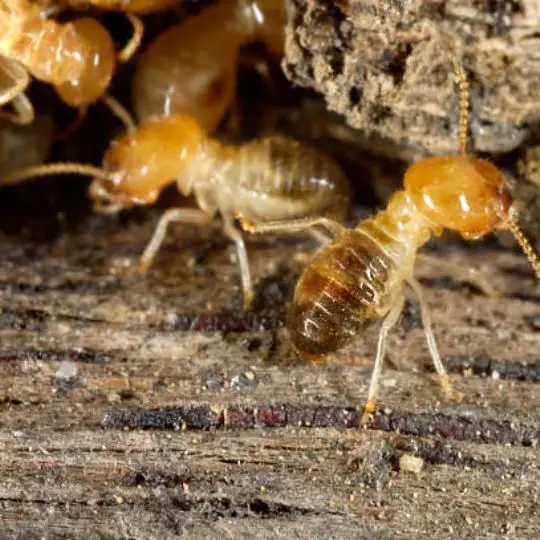 close up of termites inside a piece of wood