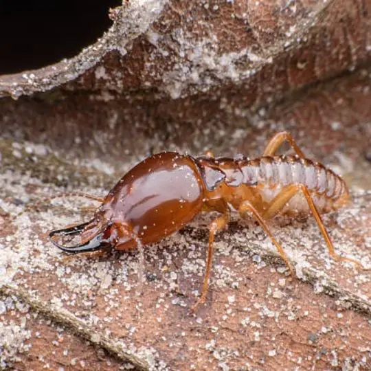 how do termites eat wood