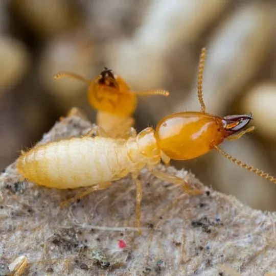 close up of termites sitting on rock