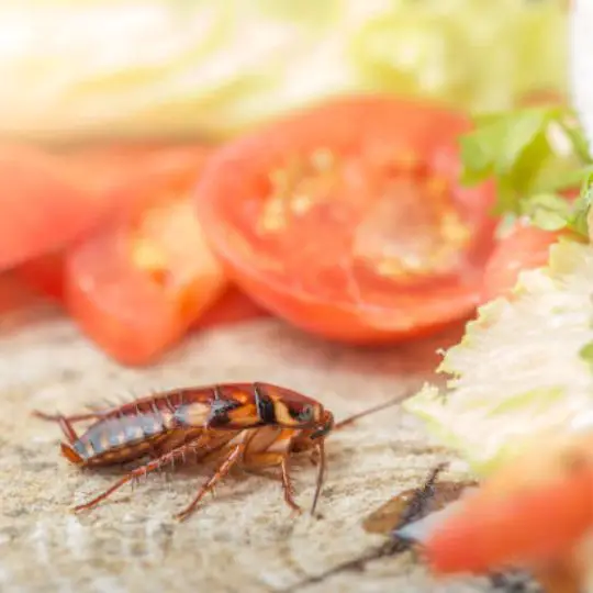 cockroach near vegetables