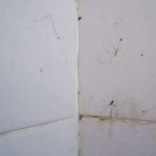 corner of a room with spiders