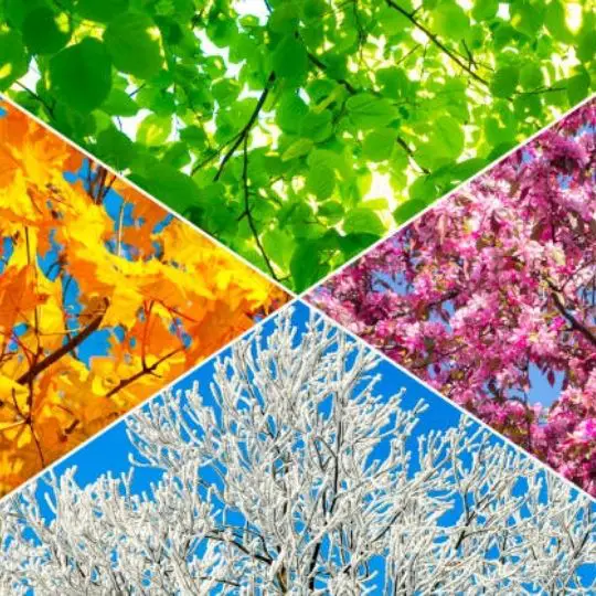 cross picture of leaves during different seasons