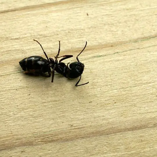 dead black ant on wooden floor