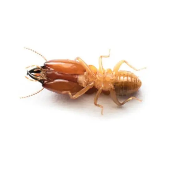 dead termite on its back on a white background