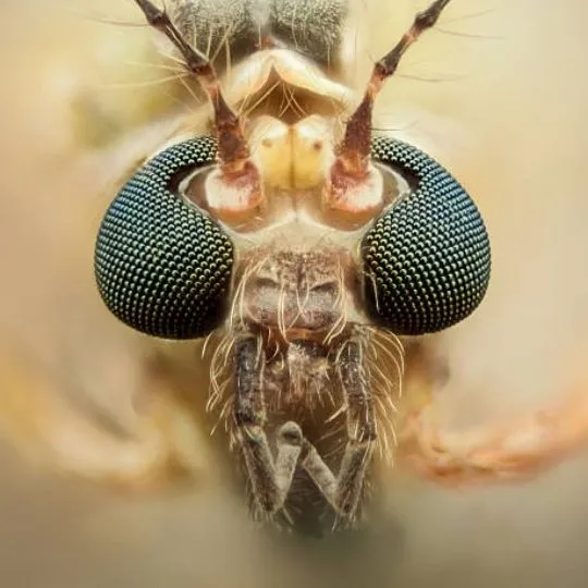 face close up of mosquito