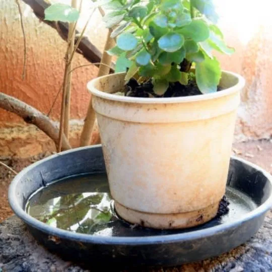 flower pot inside basin partially filled with water