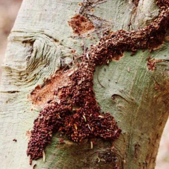 formosan termites on a tree trunk