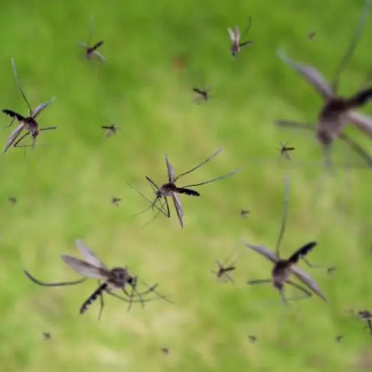 group of mosquitoes flying