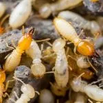 What Can Termites Do to Humans, and What Can You Do About It?