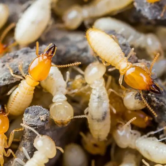 What Can Termites Do to Humans? Protect Your Family