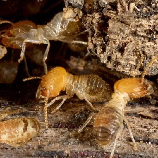 group of termites inside block of wood