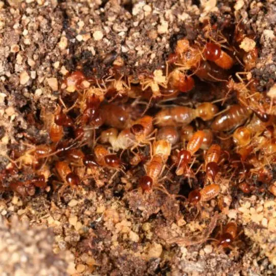 group of termites underground