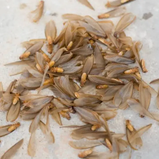 group of winged termites on the ground