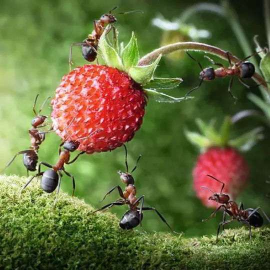 harvester ant gathering a piece of fruit