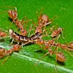 Harvester Ants: How Long Do They Live Without a Queen?