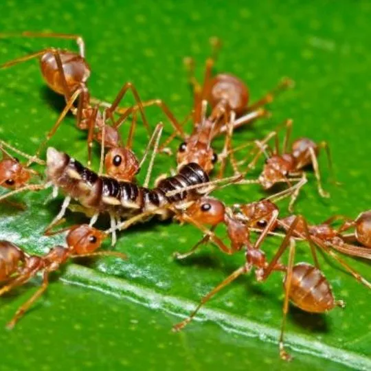 harvester ants gathering food