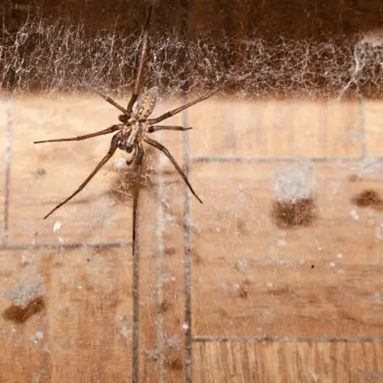 Why Do House Spiders Run at You ?