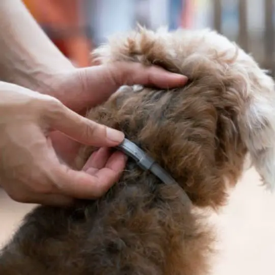 human holding a tick collar on a dog