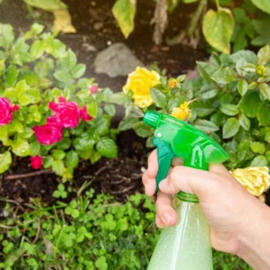 human spraying plants with spray bottle