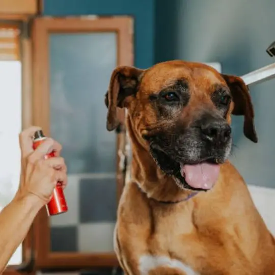 human spraying tick spray on dog