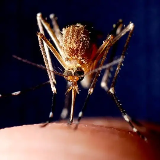 intense close up of mosquito feeding from a human