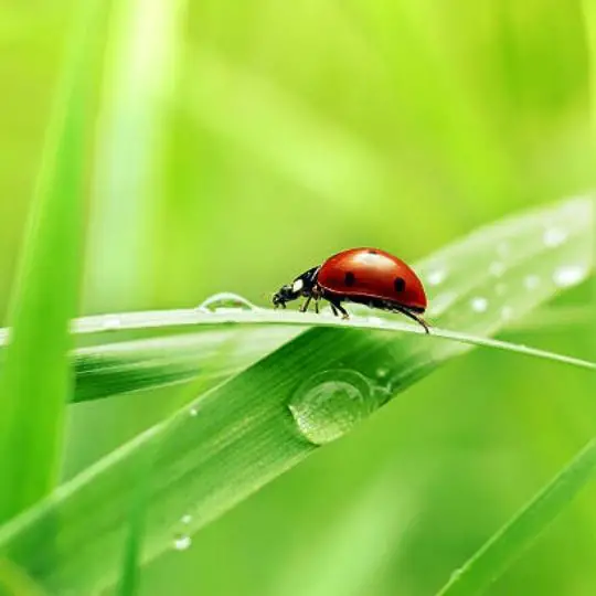 ladybug walking on a blade of grass