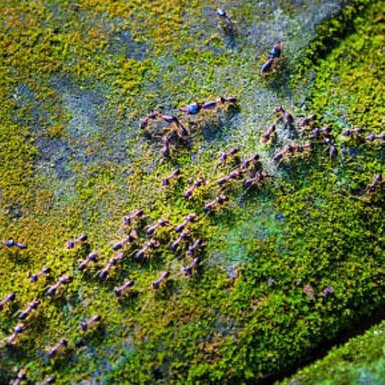 How Long Do Termites Swarm in Louisiana?