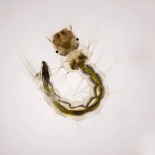 microscopic zoom of mosquito larvae