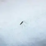 how do mosquitoes survive winter