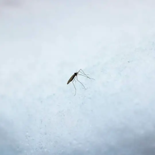 mosquito crawling on snow