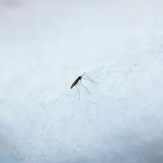 mosquito crawling on snow