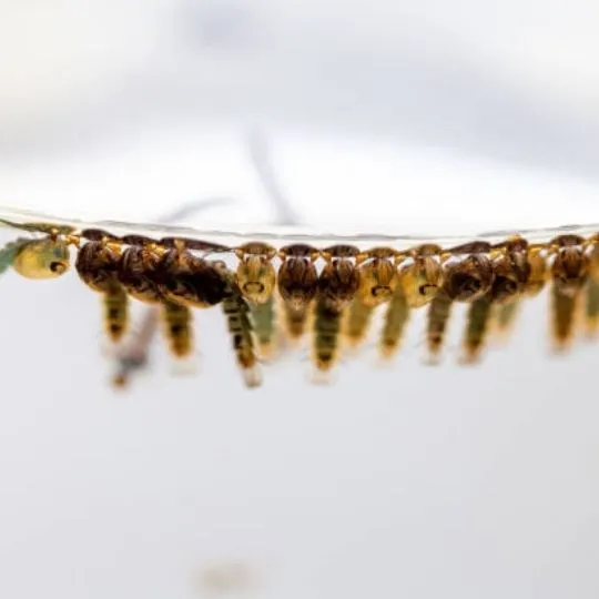 mosquito eggs in stagnant water