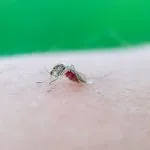 how many times can a mosquito bite before it dies