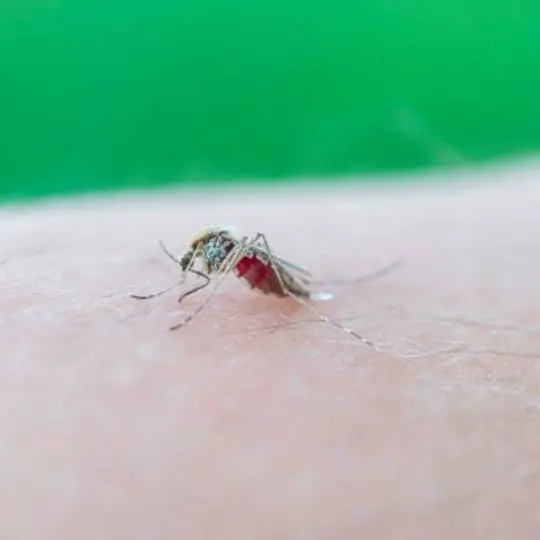 how many times can a mosquito bite before it dies