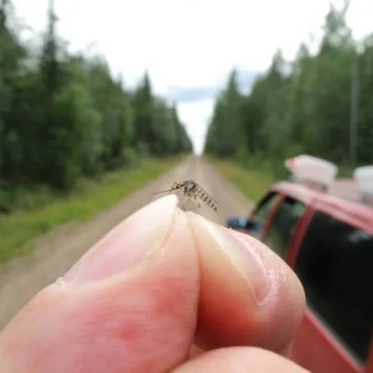 mosquito grabbed by a human's fingertips