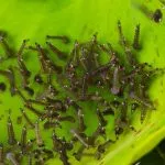 what temperature kills mosquito larvae **