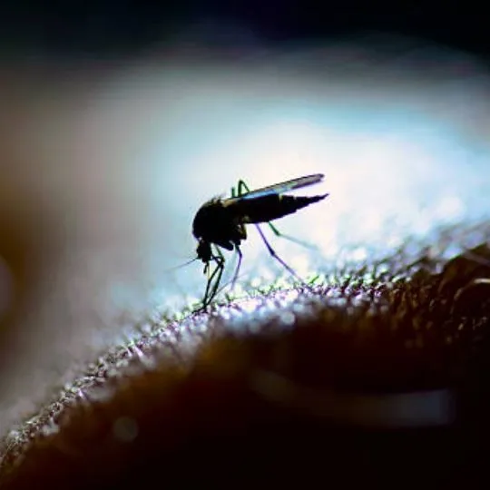 What Time Do Mosquitoes Stop Biting: Do They Ever Stop?