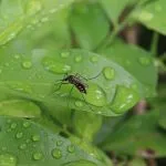 what do mosquitoes do when it rains