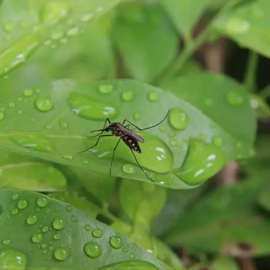 what do mosquitoes do when it rains