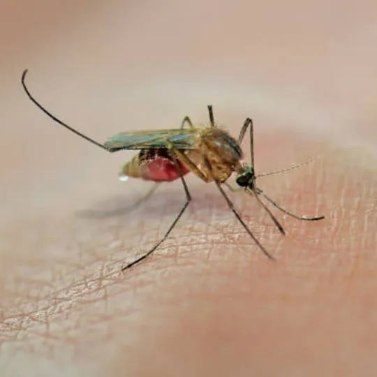 How Long Do Mosquitoes Live Without Feeding on Blood