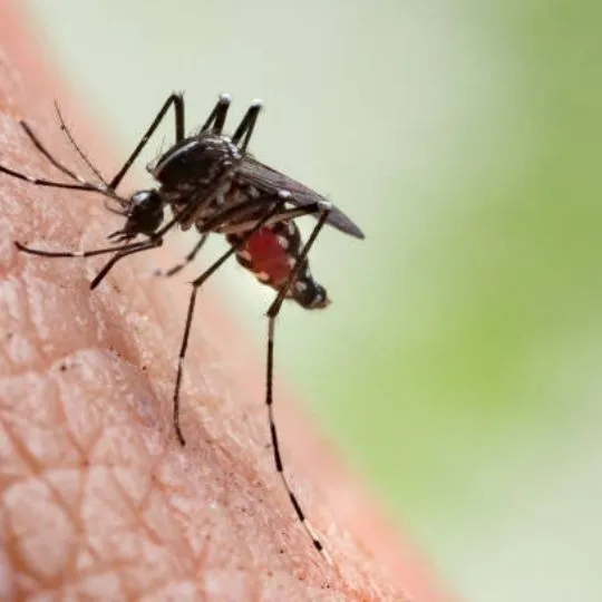 mosquito sucking from a human's skin