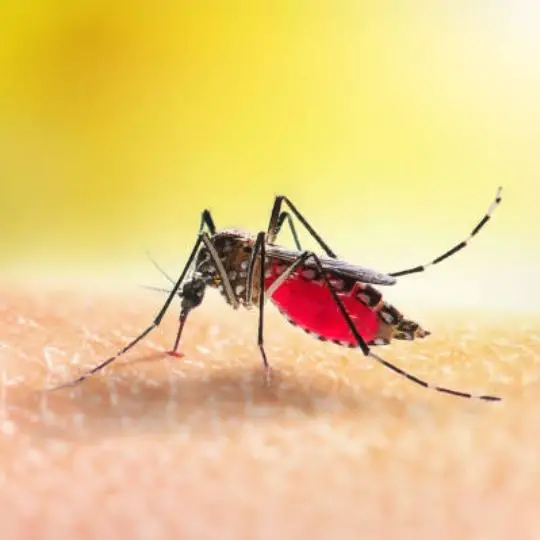 mosquito sucking on human skin