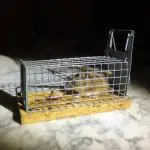 How to Dispose of a Live Mouse Safely