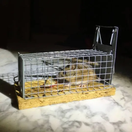 How to Dispose of a Live Mouse Safely: A Quick Guide